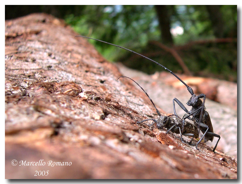 Monochamus sartor, Cerambicide delle Alpi orientali